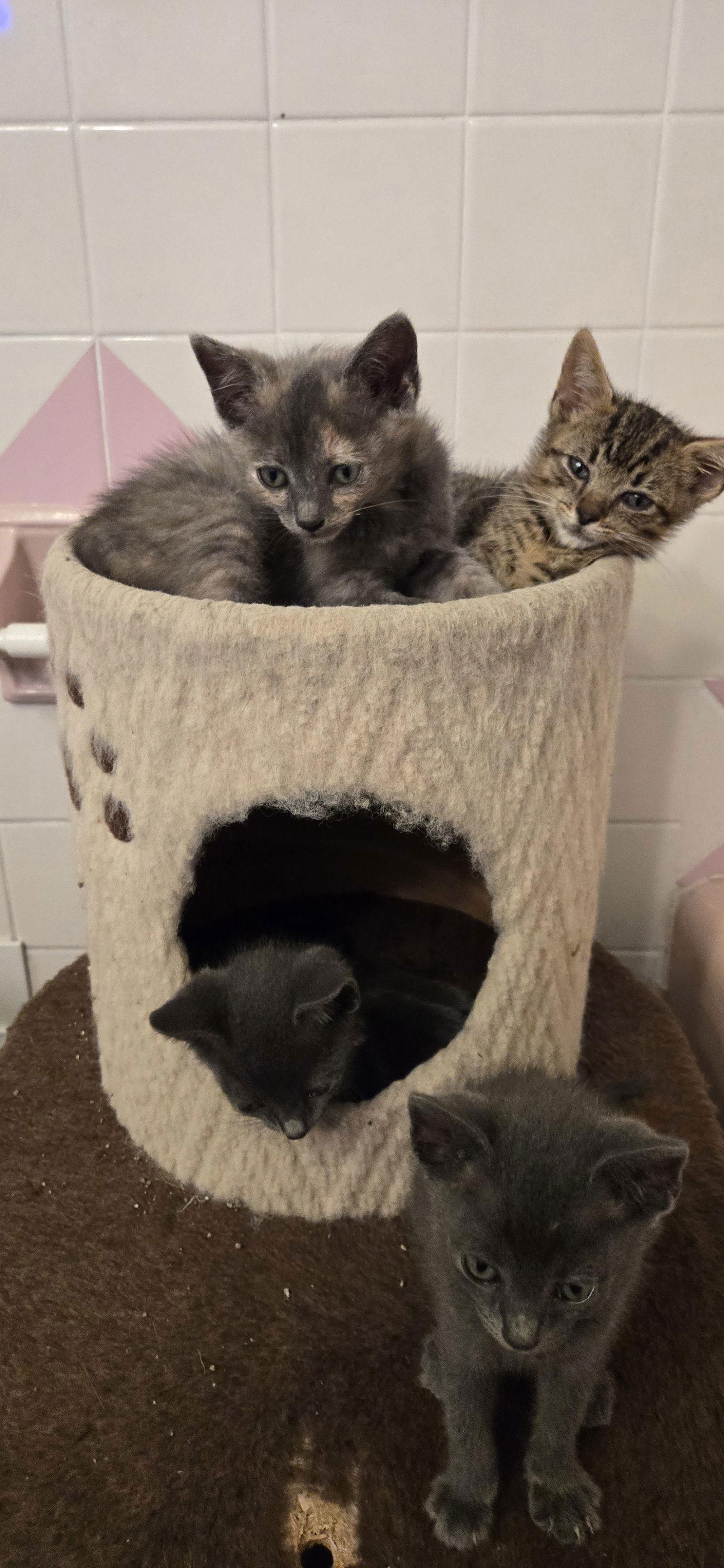 Merry, a Adopted Domestic Short Hair in Decatur, GA image 3/3