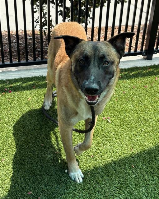 Enlarge DENNIS, a Adoptable mixed breed in Baytown, TX image 1/1