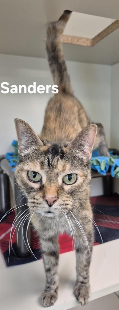Sanders, Adoptable, Senior Female Domestic Short Hair.
