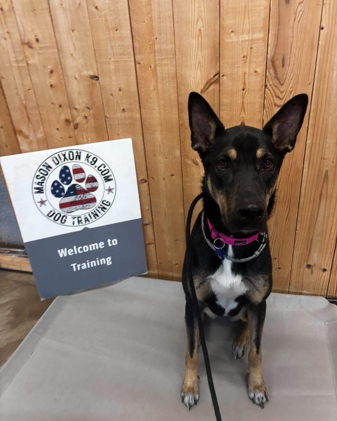 Enlarge Mirabella (FOSTERED IN MD), a Adoptable mixed breed in Greeneville, TN image 4/6