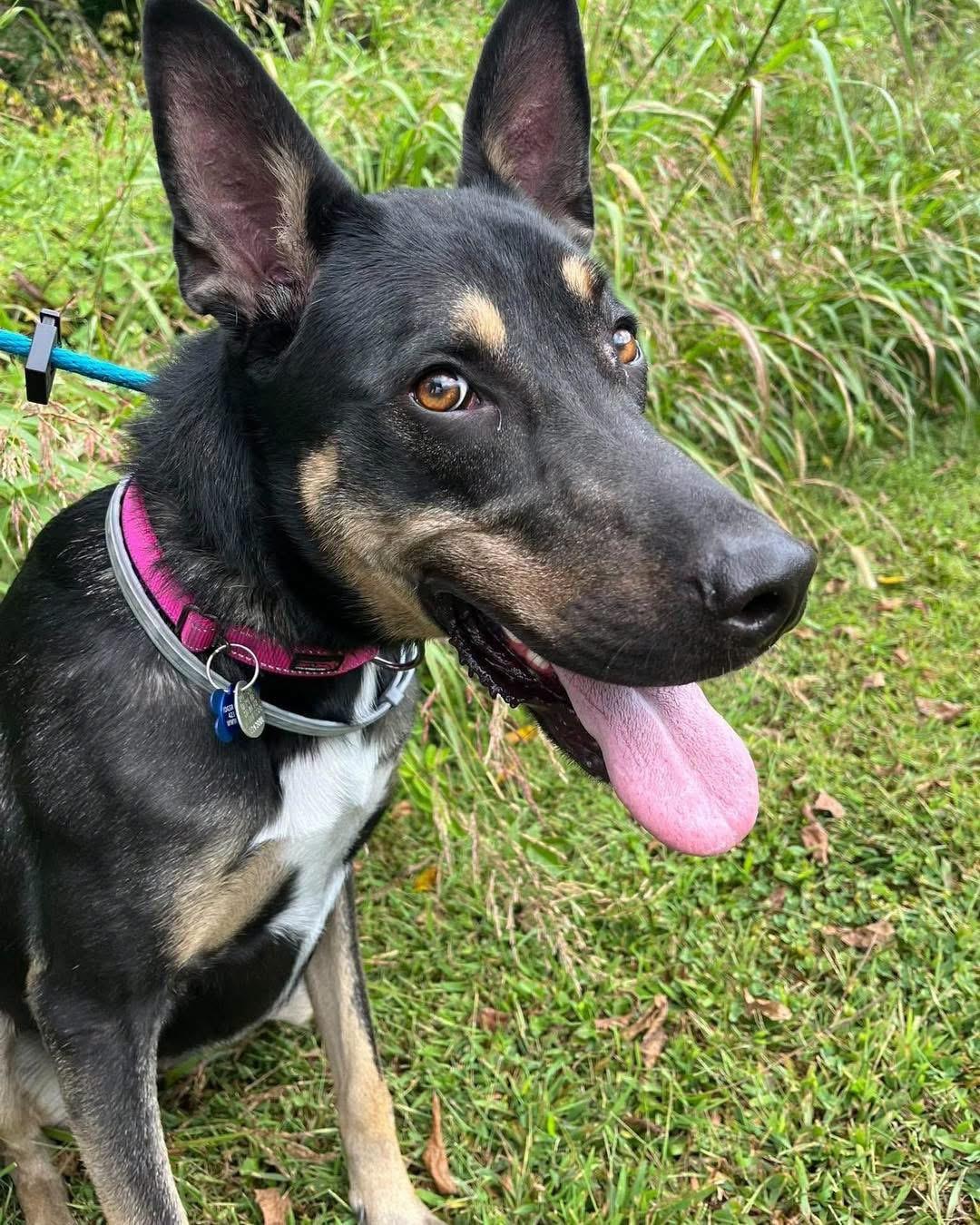 Enlarge Mirabella (FOSTERED IN MD), a Adoptable mixed breed in Greeneville, TN image 5/6
