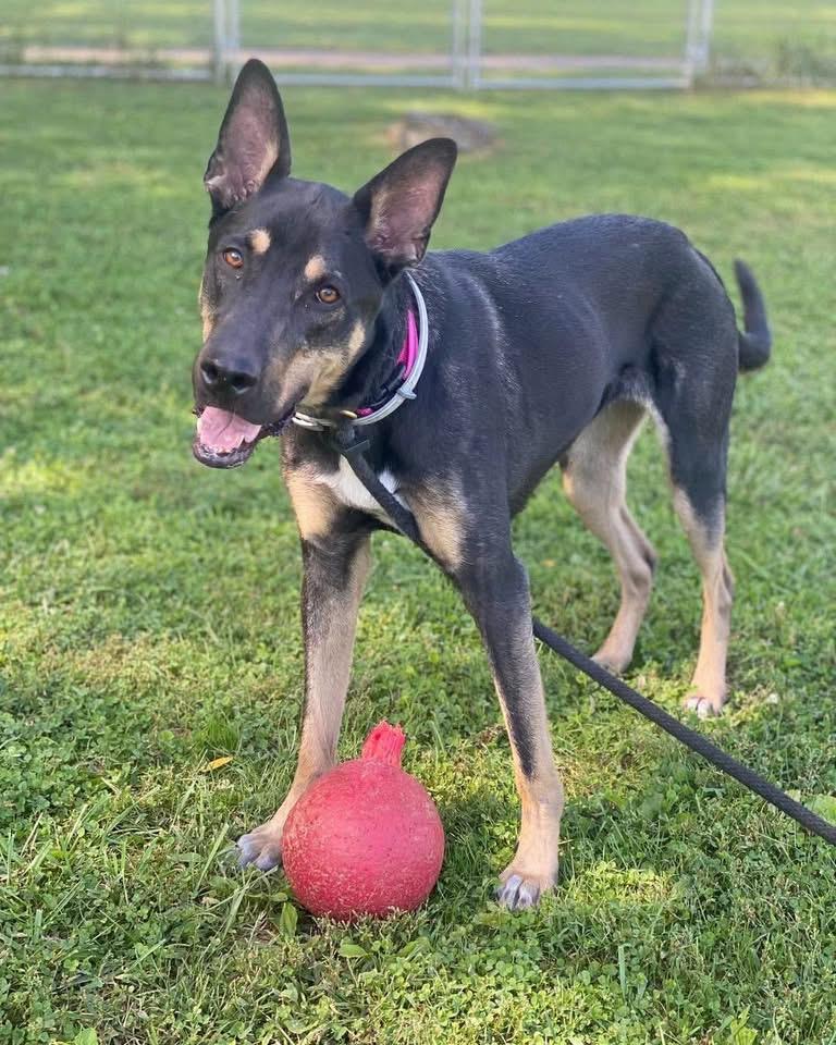 Enlarge Mirabella (FOSTERED IN MD), a Adoptable mixed breed in Greeneville, TN image 1/6