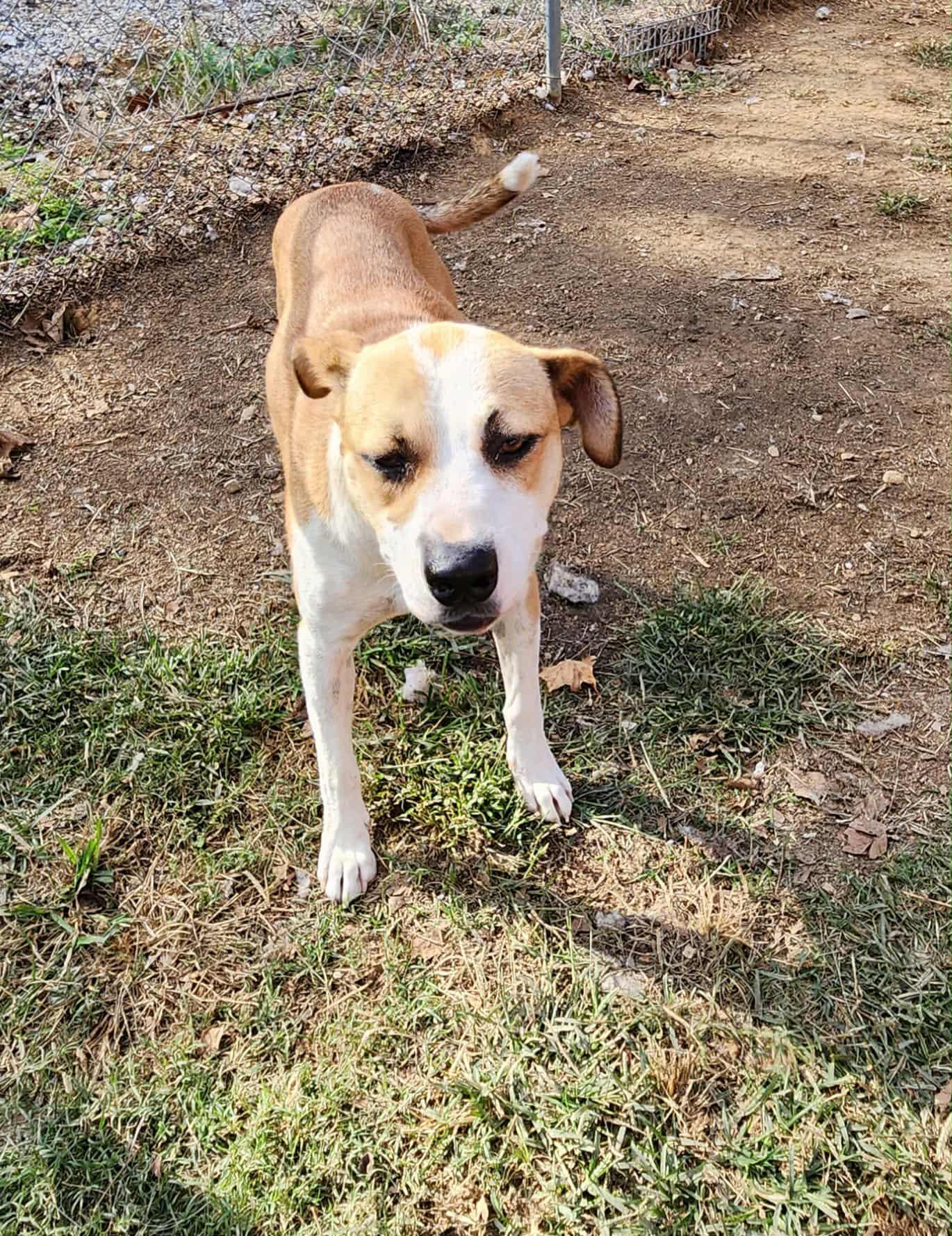Enlarge China, a ADOPTABLE mixed breed in Medfield, MA image 2/4