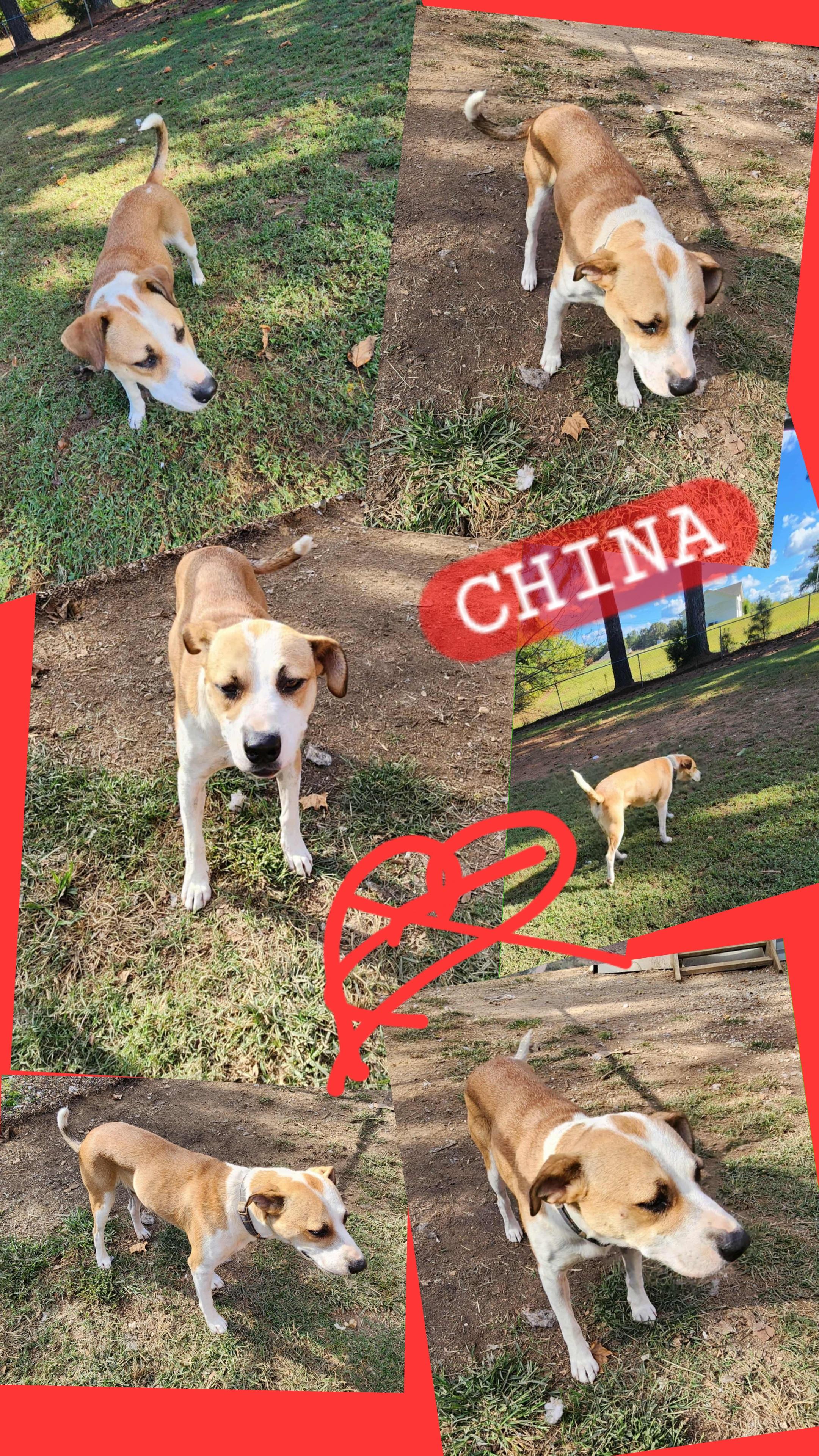 China, ADOPTABLE, Young Female Labrador Retriever & Pointer.