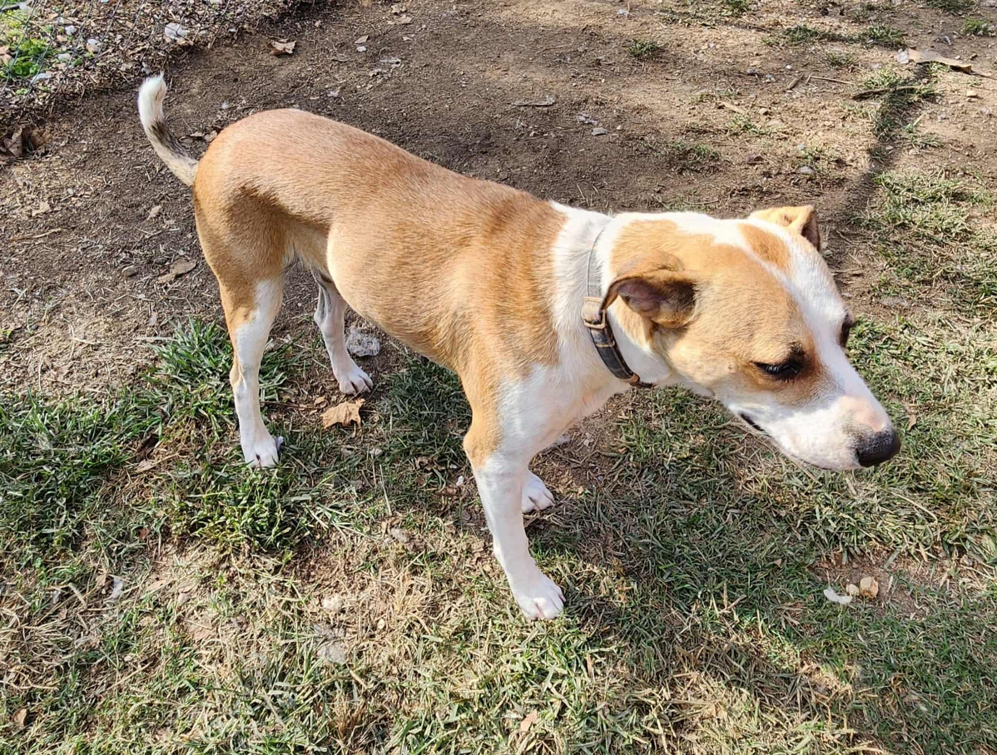 Enlarge China, a ADOPTABLE mixed breed in Medfield, MA image 3/4