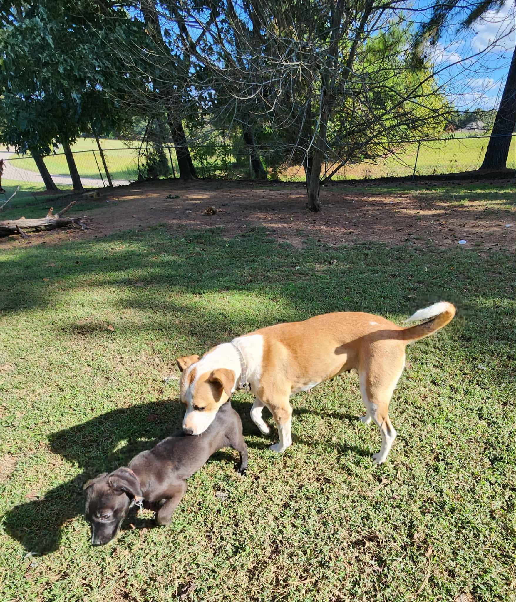 Enlarge China, a ADOPTABLE mixed breed in Medfield, MA image 4/4