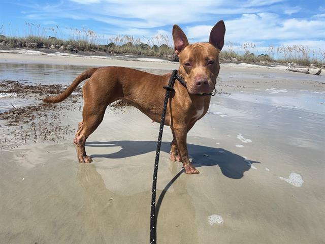 Enlarge JADE, a Adoptable Pit Bull Terrier in Brunswick, GA image 1/1