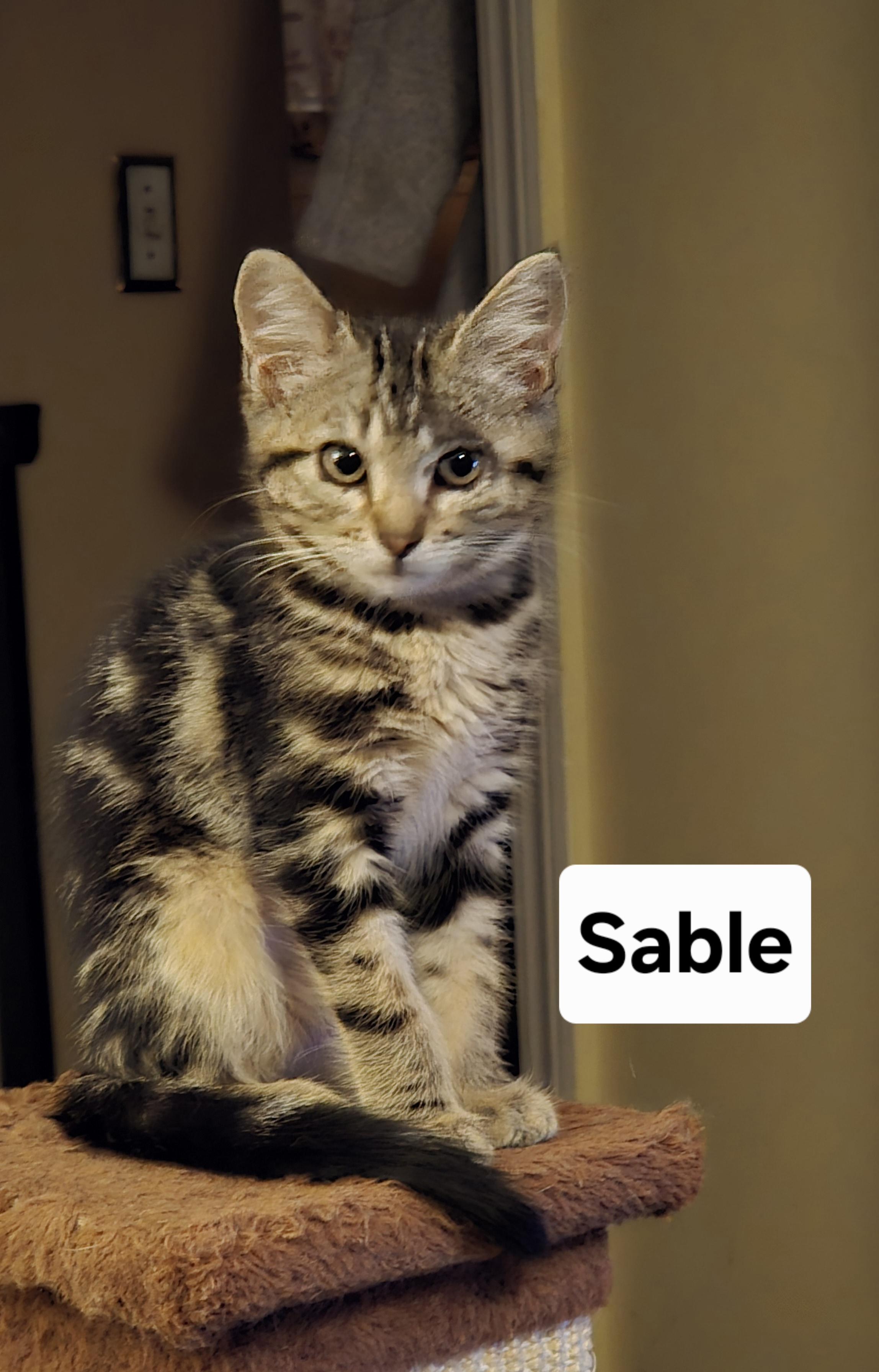 Sable