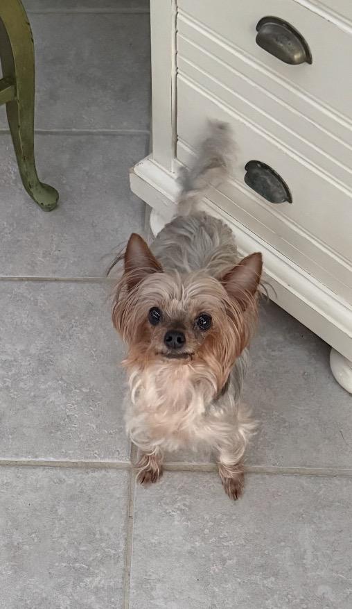 Cheebah, ADOPTABLE, Adult Female Yorkshire Terrier.