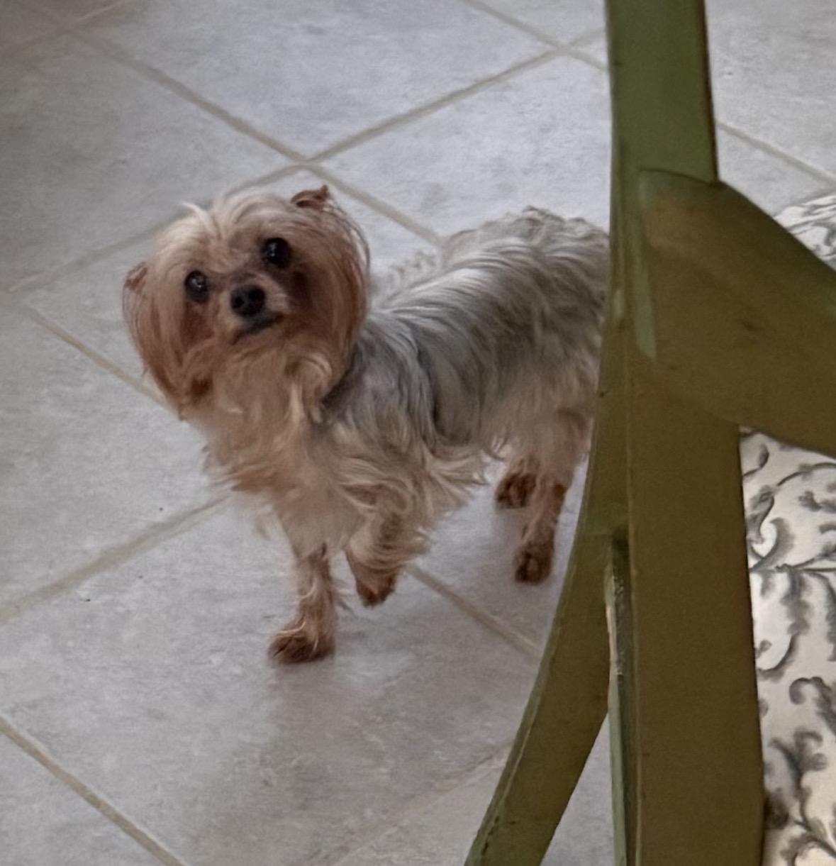 Enlarge Cheebah, a ADOPTABLE Yorkshire Terrier in Taunton, MA image 3/3