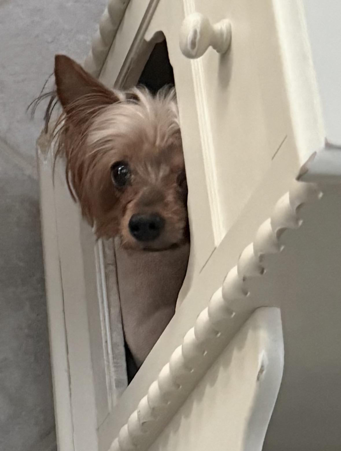 Enlarge Cheebah, a ADOPTABLE Yorkshire Terrier in Taunton, MA image 2/3