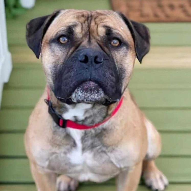 Homer **ADOPTION FEE SPONSORED**