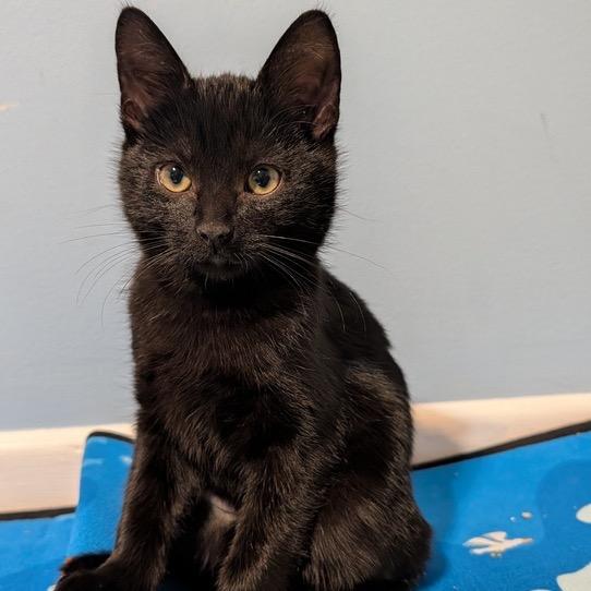 Licorice (k2025), Adoptable, Kitten Male Domestic Short Hair.