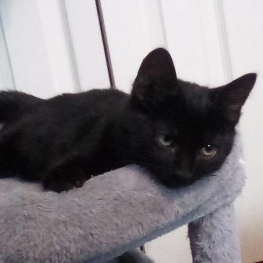 Enlarge Licorice (k2025), a Adoptable Domestic Short Hair in Skokie, IL image 2/6