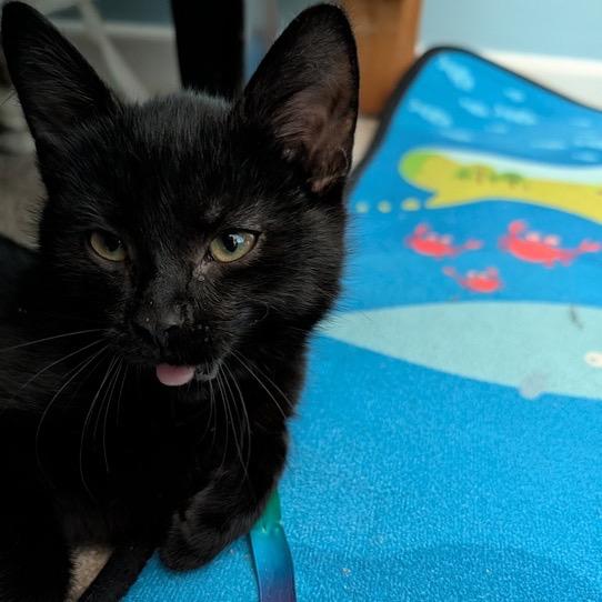 Enlarge Licorice (k2025), a Adoptable Domestic Short Hair in Skokie, IL image 3/6