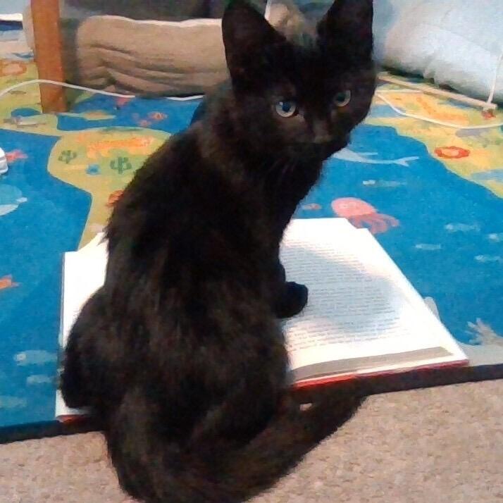 Enlarge Licorice (k2025), a Adoptable Domestic Short Hair in Skokie, IL image 4/6