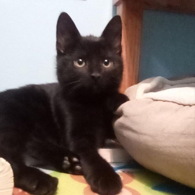 Enlarge Licorice (k2025), a Adoptable Domestic Short Hair in Skokie, IL image 5/6