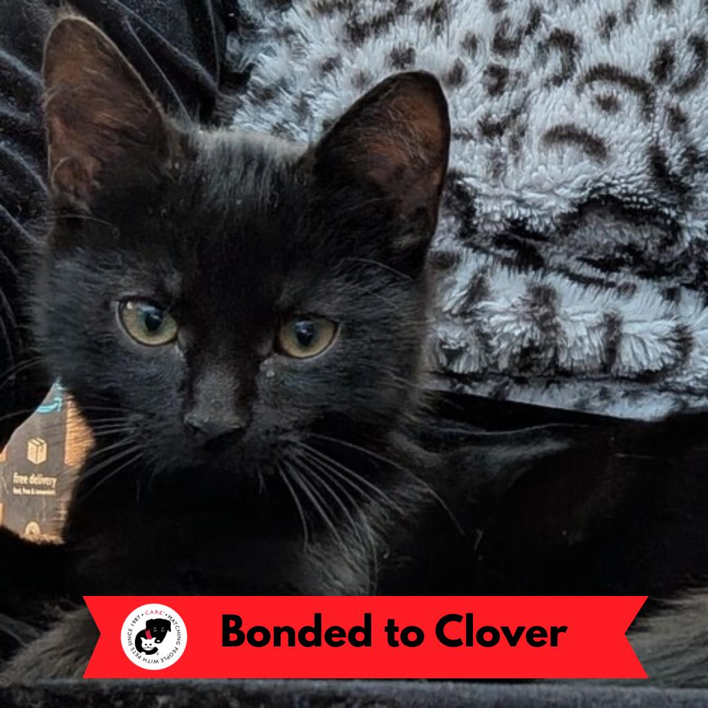 Enlarge Licorice (k2025), a Adoptable Domestic Short Hair in Skokie, IL image 6/6