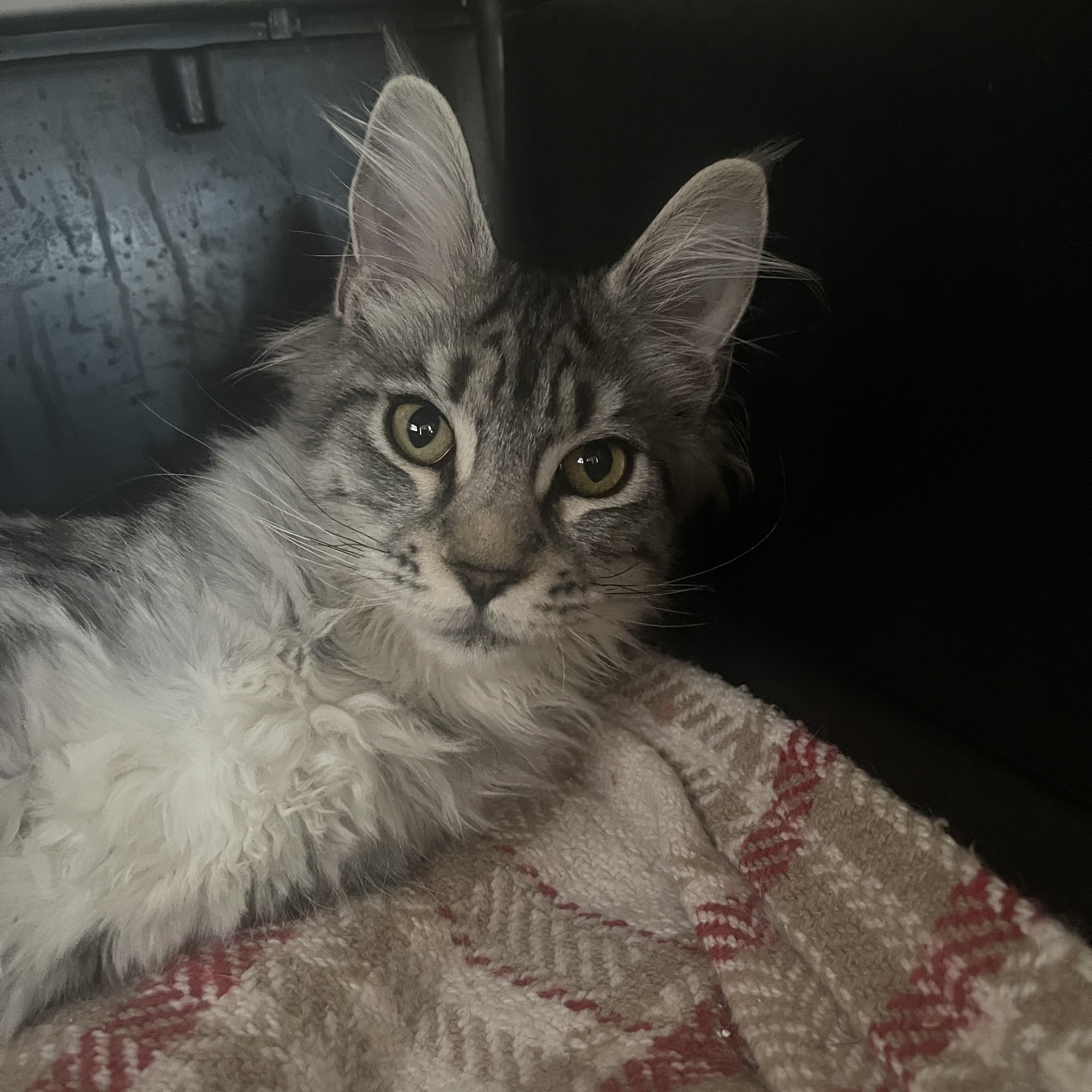Maya , ADOPTABLE, Young Female Maine Coon.
