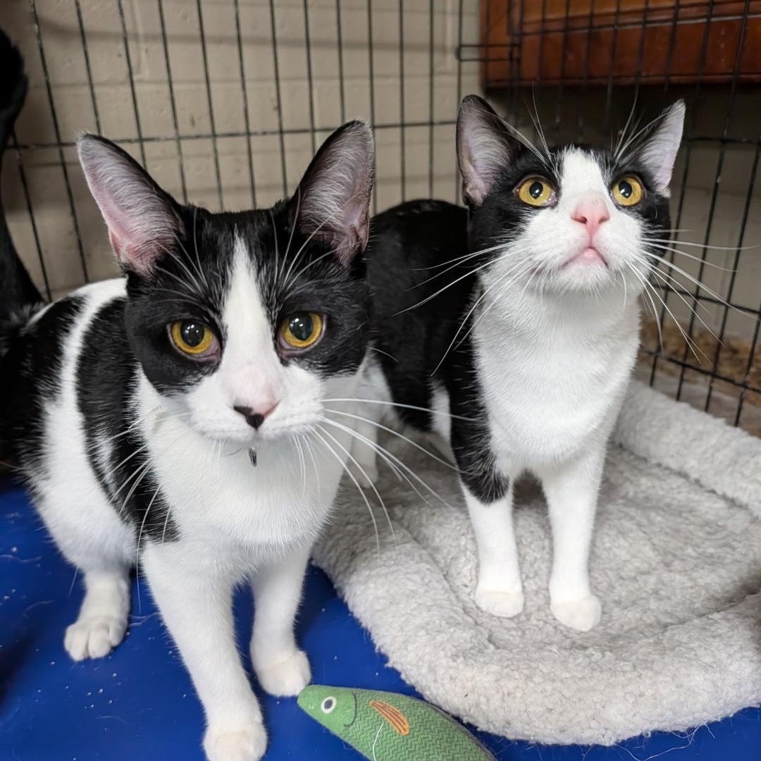 Raven - Bonded Pair, an adopted Tuxedo in Wilmington, OH image 2/2