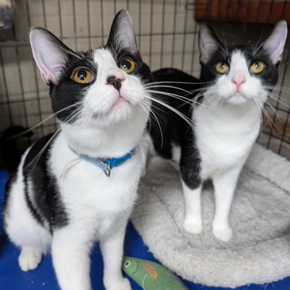 Raven - Bonded Pair, an adopted Tuxedo in Wilmington, OH image 1/2