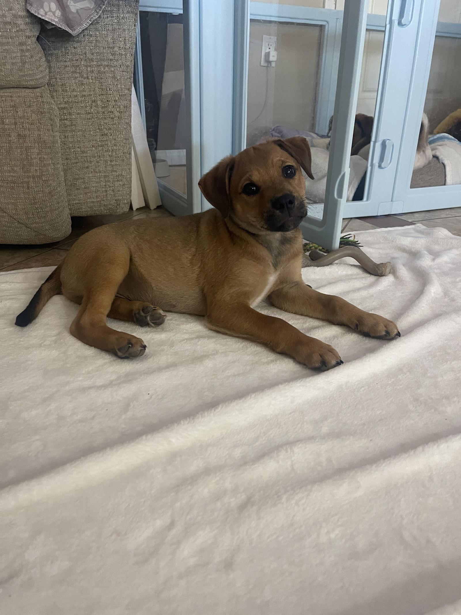 Navi, Adoptable, Puppy Male Terrier & Jack Russell Terrier.