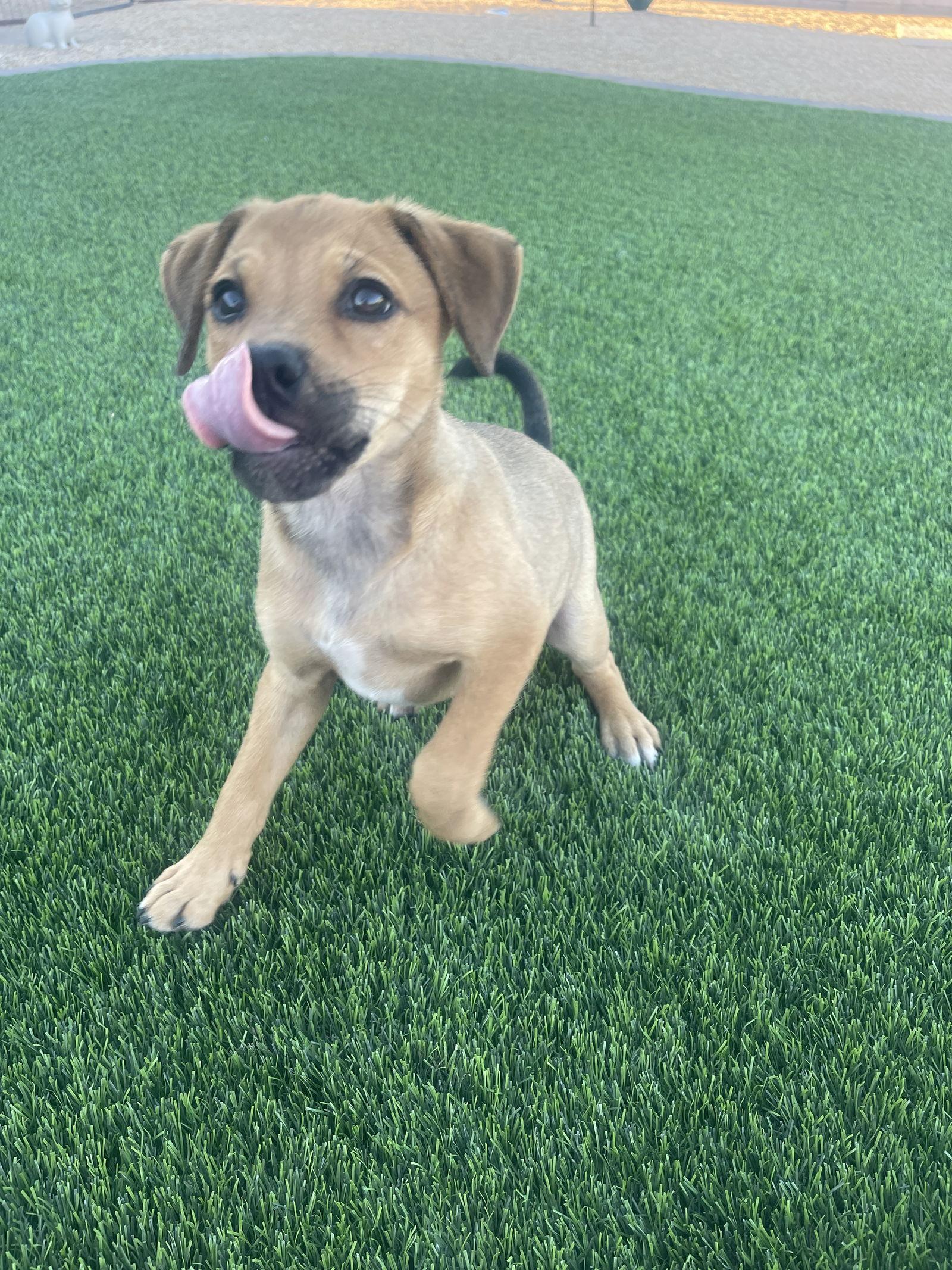 Enlarge Navi, a Adoptable mixed breed in Glendale, AZ image 2/3