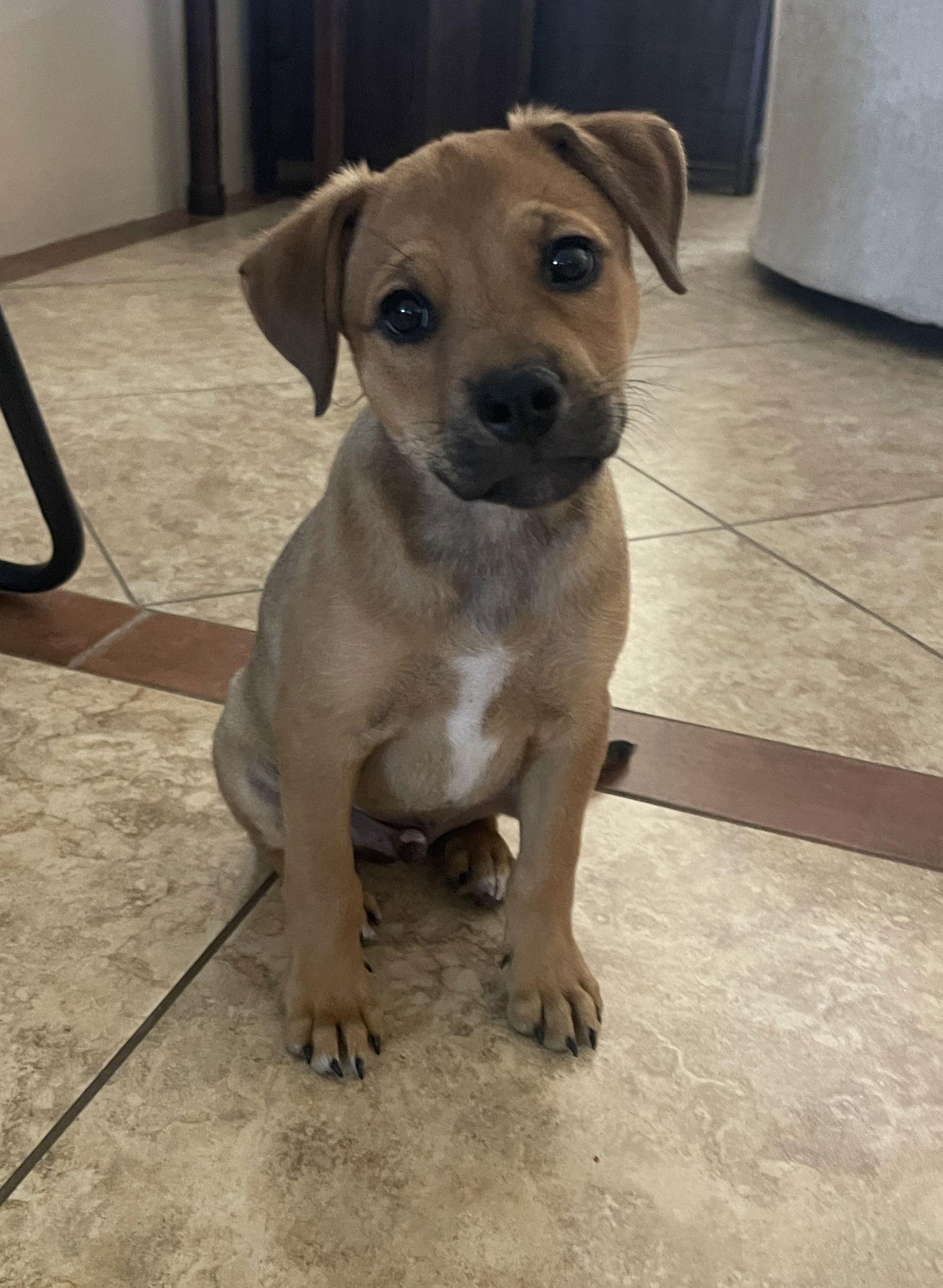 Enlarge Navi, a Adoptable mixed breed in Glendale, AZ image 3/3