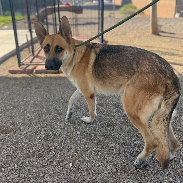 Avril Lavigne, Adoptable, Adult Female German Shepherd Dog.