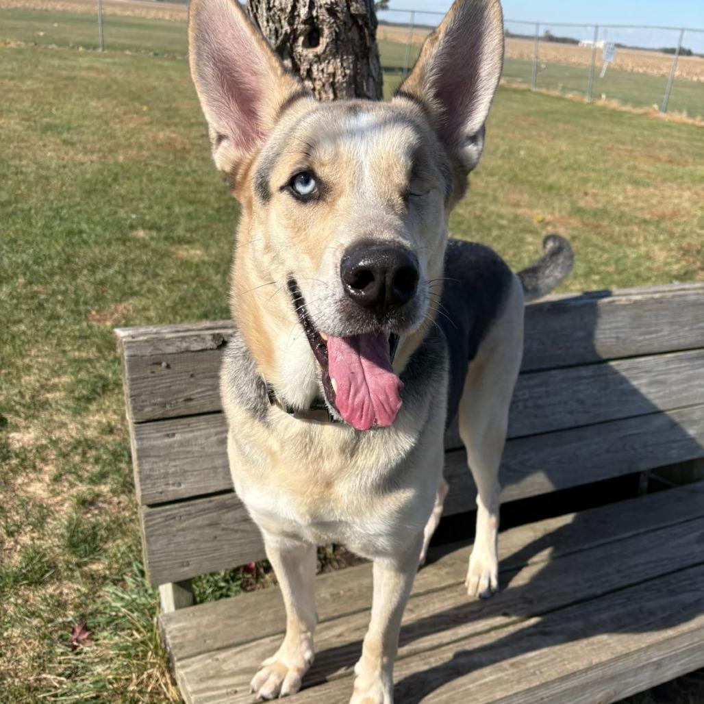 Hook, Adoptable, Adult Male Husky & Shepherd.