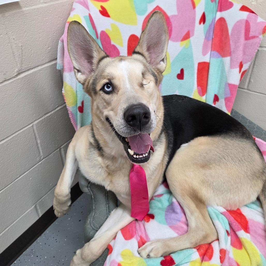 Hook, Adoptable, Adult Male Husky & Shepherd.