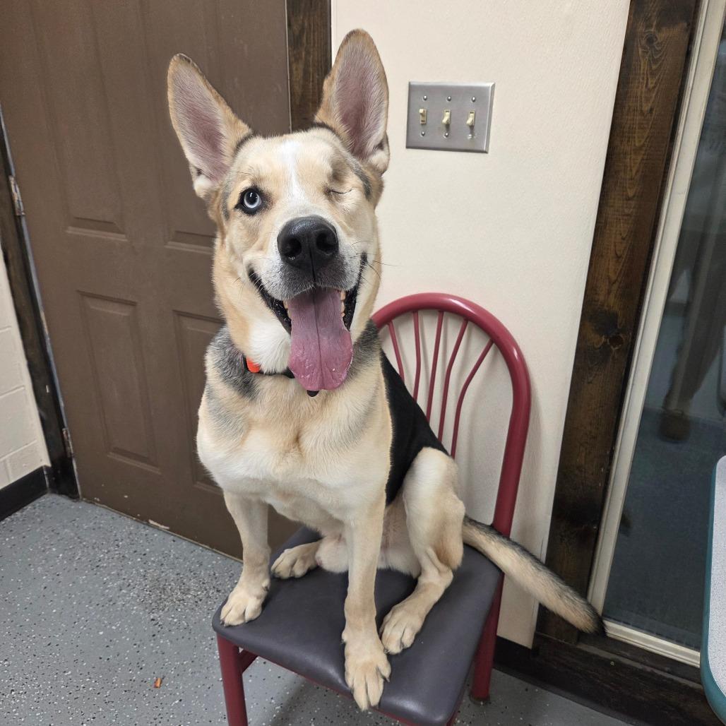 Enlarge Hook, a Adoptable mixed breed in Pontiac, IL image 2/6