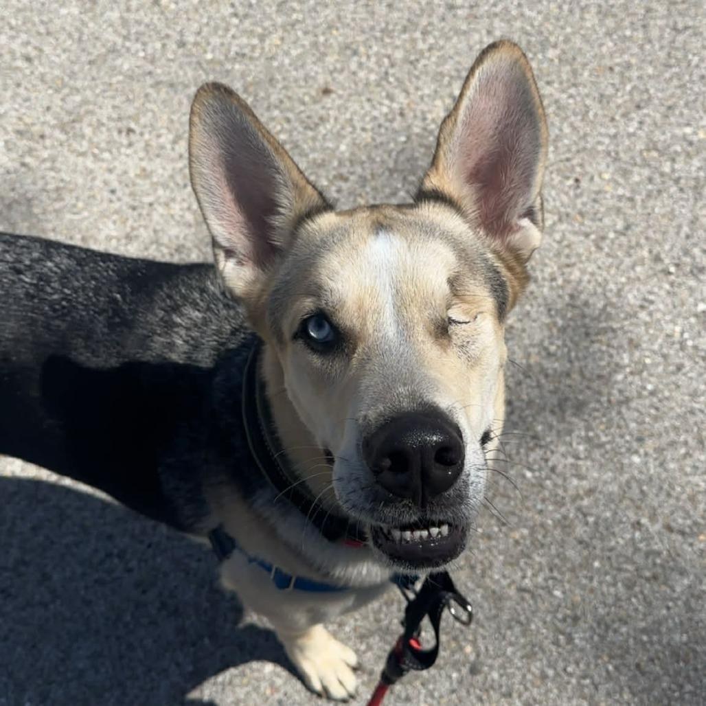 Hook, Adoptable, Adult Male Husky & Shepherd.