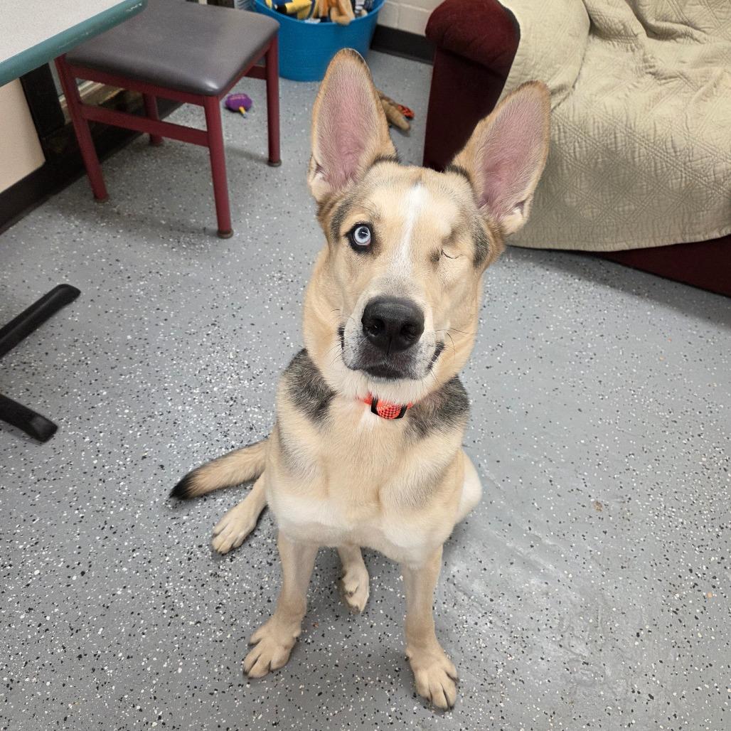 Enlarge Hook, a Adoptable mixed breed in Pontiac, IL image 2/6