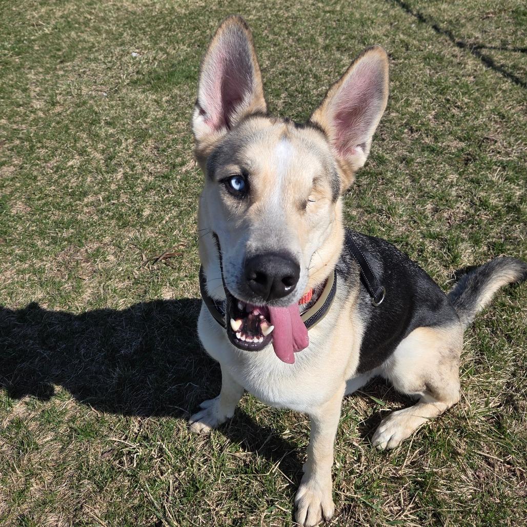 Enlarge Hook, a Adoptable mixed breed in Pontiac, IL image 3/6