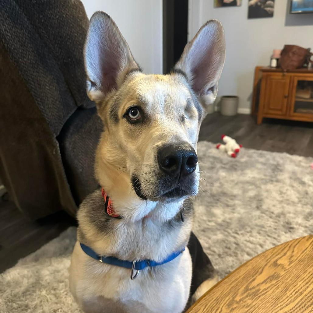 Enlarge Hook, a Adoptable mixed breed in Pontiac, IL image 4/6