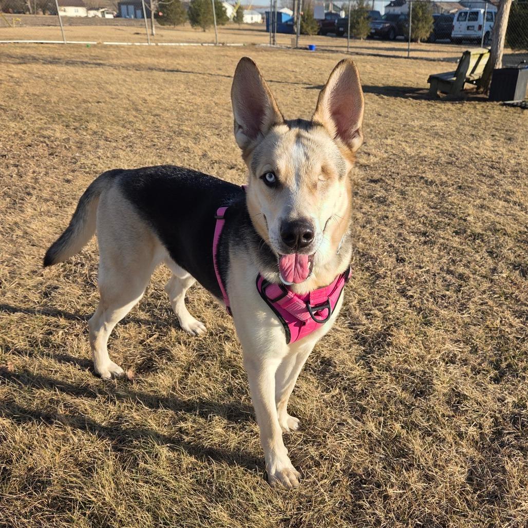 Enlarge Hook, a Adoptable mixed breed in Pontiac, IL image 5/6