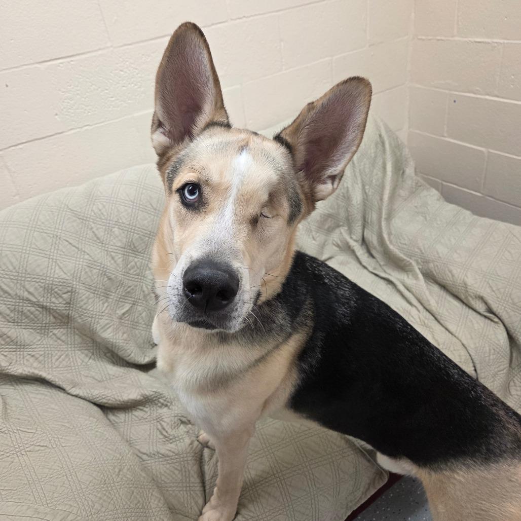 Enlarge Hook, a Adoptable mixed breed in Pontiac, IL image 3/6