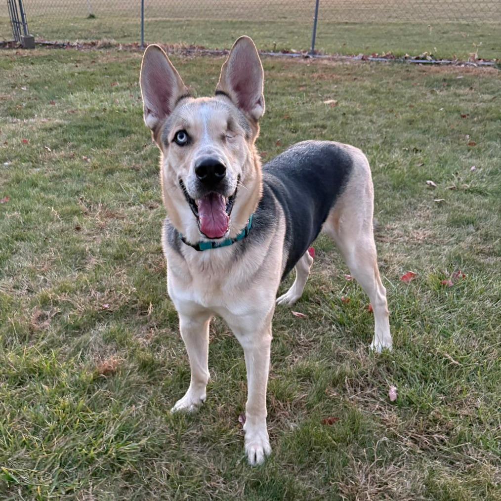 Enlarge Hook, a Adoptable mixed breed in Pontiac, IL image 4/6