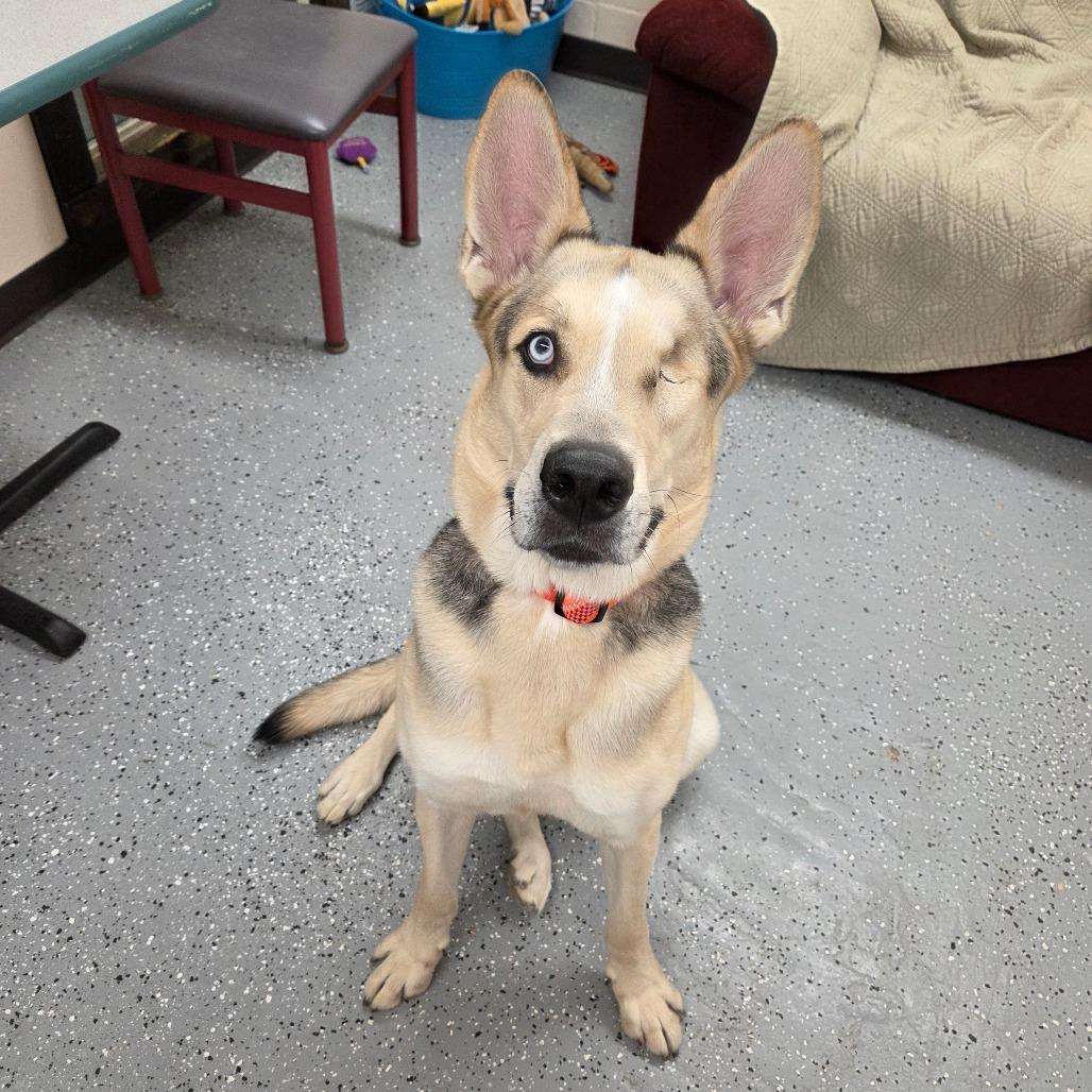 Enlarge Hook, a Adoptable mixed breed in Pontiac, IL image 5/6
