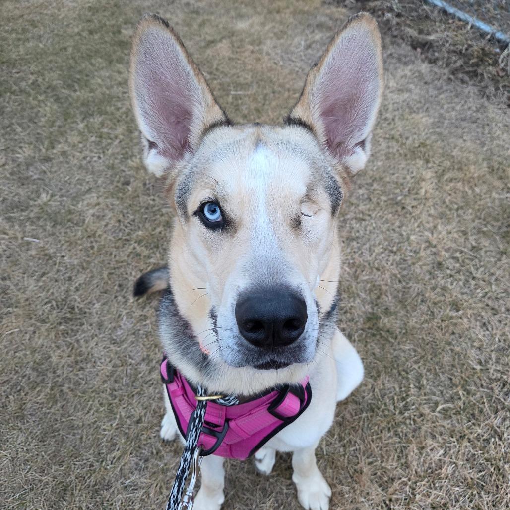 Enlarge Hook, a Adoptable mixed breed in Pontiac, IL image 6/6