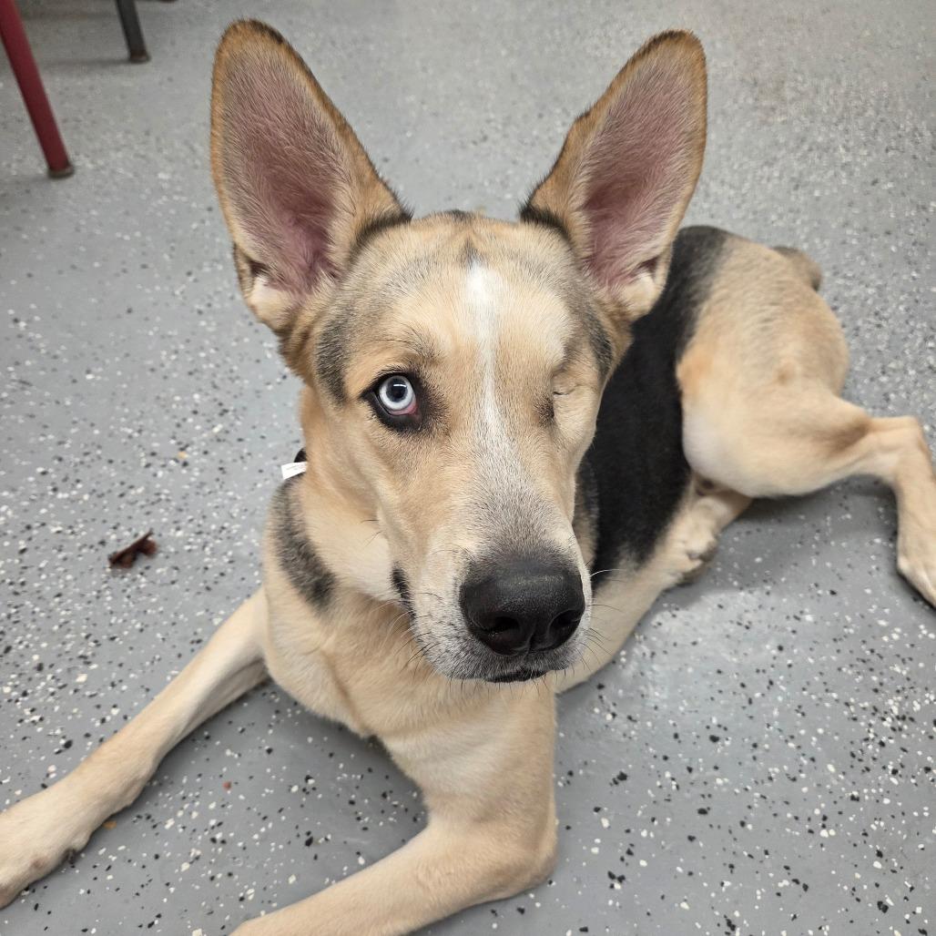 Enlarge Hook, a Adoptable mixed breed in Pontiac, IL image 6/6