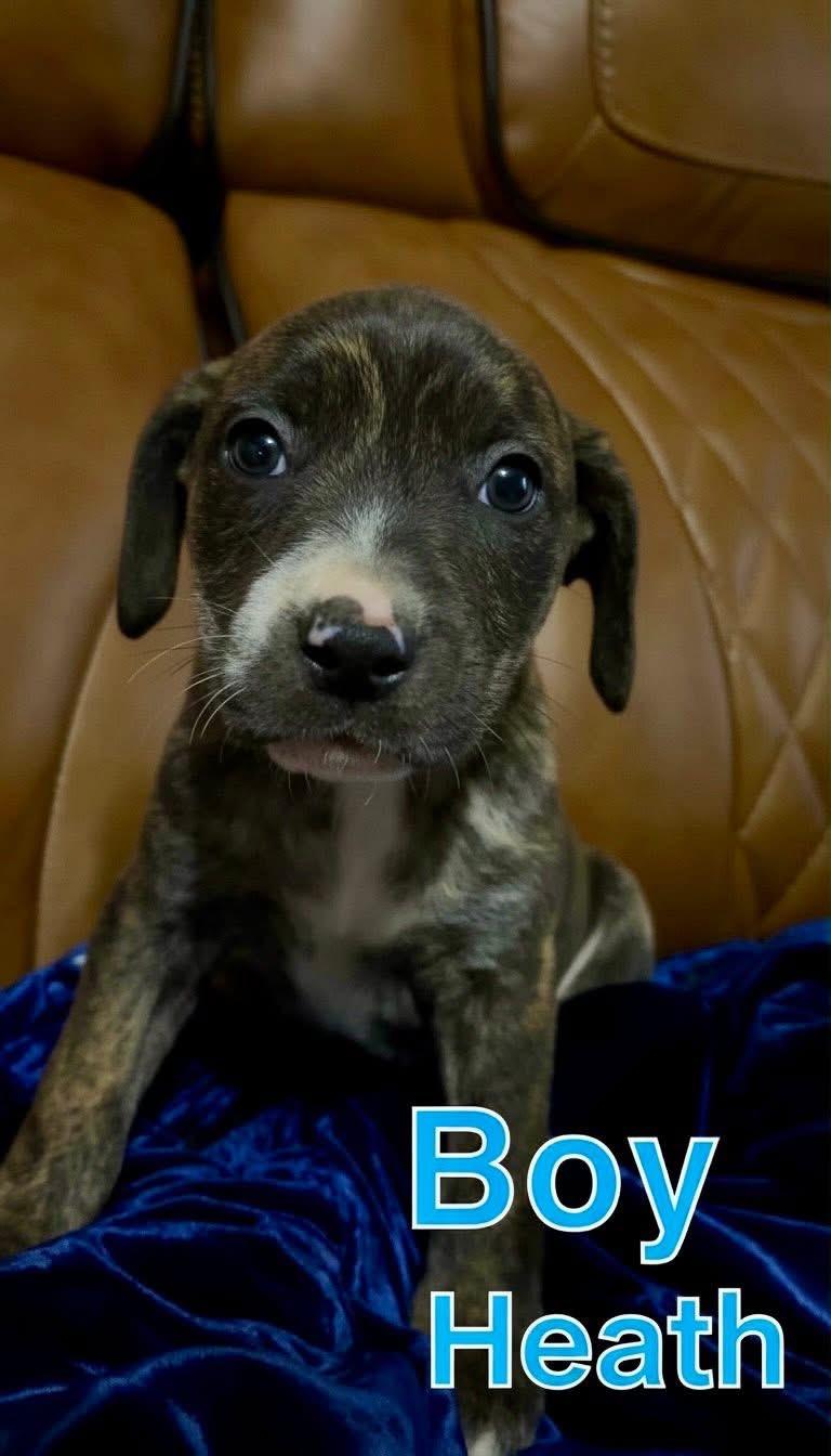 H litter heath, Adoptable, Puppy Male Pit Bull Terrier.