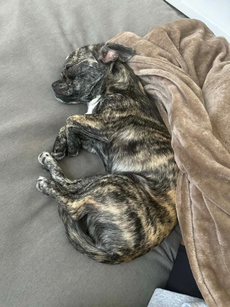 Shyla, a Adoptable mixed breed in Tampa, FL image 1/5