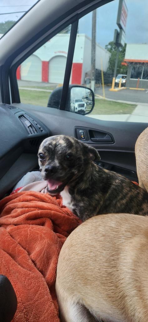 Shyla, a Adoptable mixed breed in Tampa, FL image 2/5