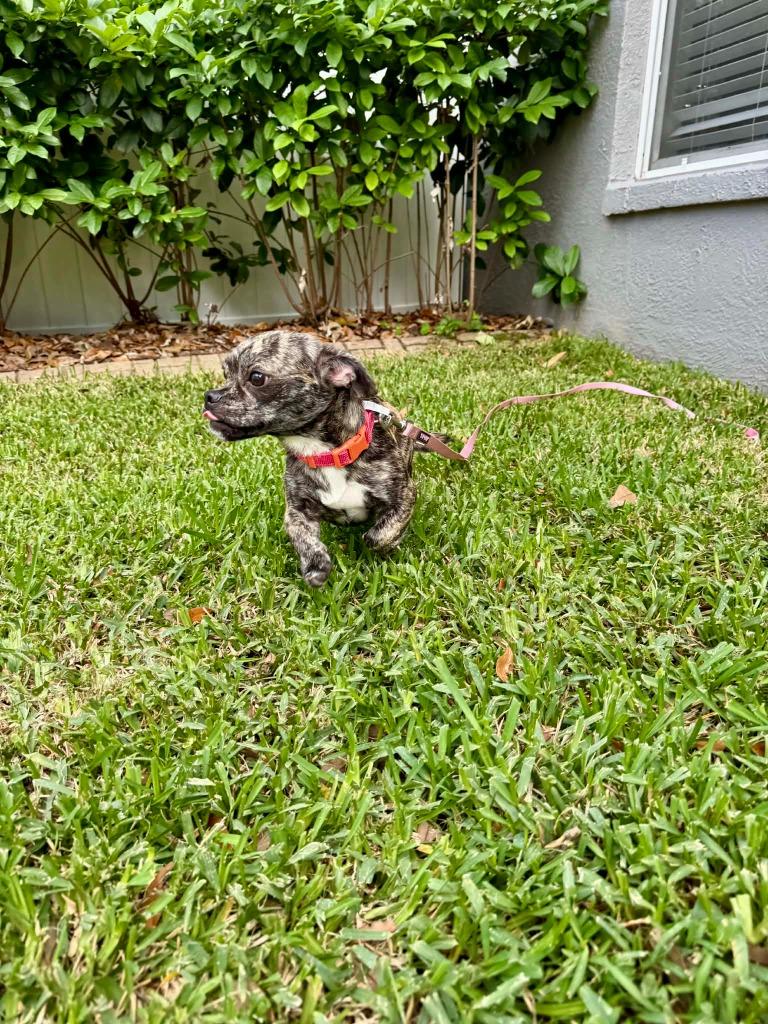 Shyla, a Adoptable mixed breed in Tampa, FL image 3/5