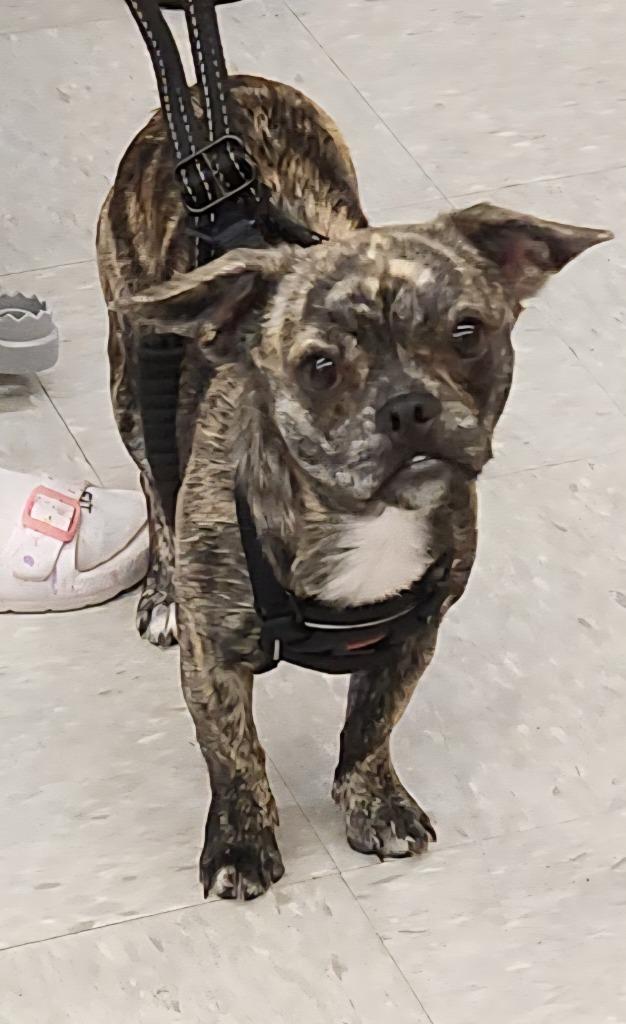 Shyla, a Adoptable mixed breed in Tampa, FL image 5/5