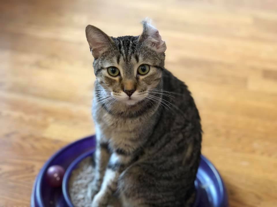 Lincoln, Adoptable, Adult Male Domestic Short Hair.