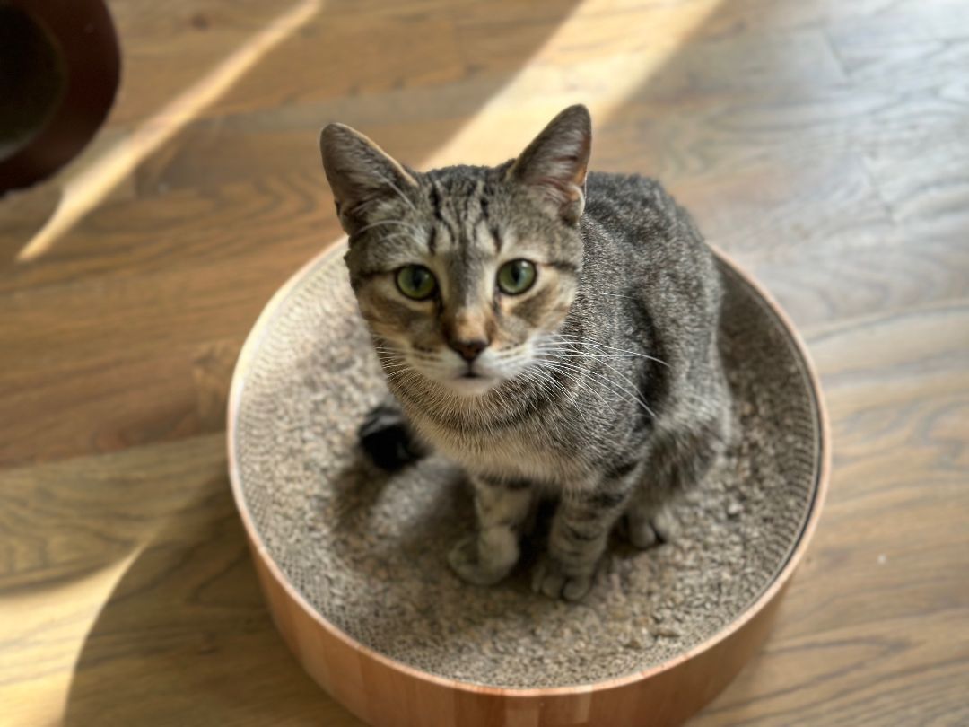 Enlarge Lincoln, a Adoptable Domestic Short Hair in Apex, NC image 2/3