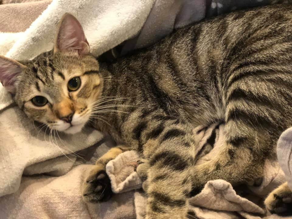 Enlarge Lincoln, a Adoptable Domestic Short Hair in Apex, NC image 3/3